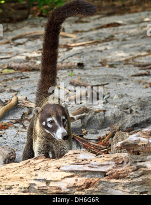 A white-nosed Coati sur une plage du Costa Rica avec une longue queue - un membre de la famille raton laveur. (Nasua narica) Banque D'Images