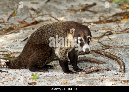 A white-nosed Coati sur une plage du Costa Rica - membre de la famille raton laveur. (Nasua narica) Banque D'Images