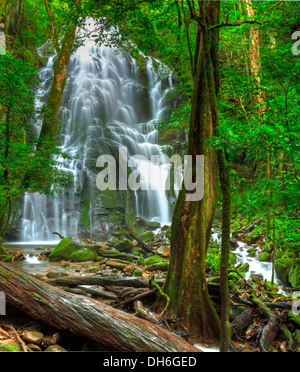 Cascade de saison vu à travers la forêt du Rincón de la Vieja National Park, Costa Rica Banque D'Images