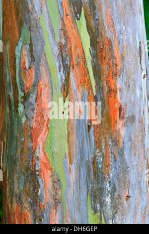 Les écorces d'un eucalyptus ressemble à une peinture abstraite en parc national Arenal, Costa Rica Banque D'Images