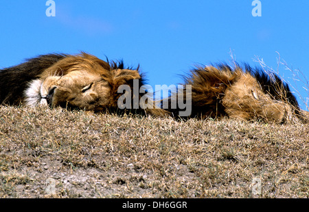 Les lions (Panthera leo) dormir dans le cratère du Ngorongoro, en Tanzanie, l'Afrique Banque D'Images