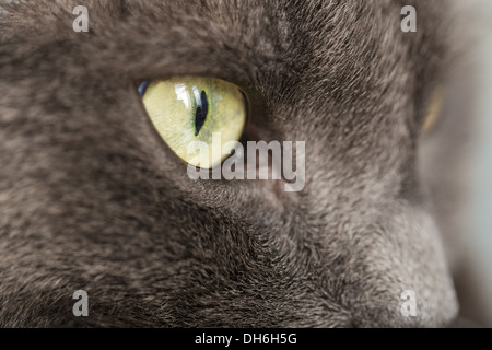 Close up portrait of British shorthair cat, peu profonde 6 Banque D'Images