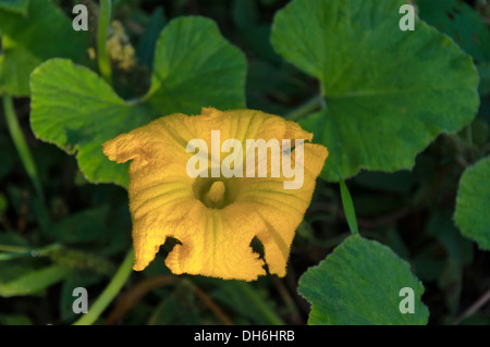 Jardin en fleur de citrouille Banque D'Images