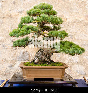 Aiguille cinq japonais pin (Pinus parvifolia) comme bonsaï dans un pot Banque D'Images