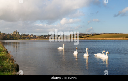 Groupe de cygnes sur la rivière coquet avec en arrière-plan Château de Warkworth, Northumberland, England, UK Banque D'Images