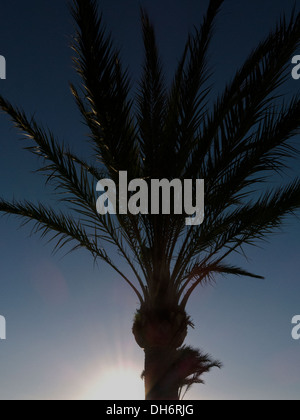 Silhouette de palmier au coucher du soleil, El Arenal, Playa de Palma, Majorque, Îles Baléares, Espagne Banque D'Images