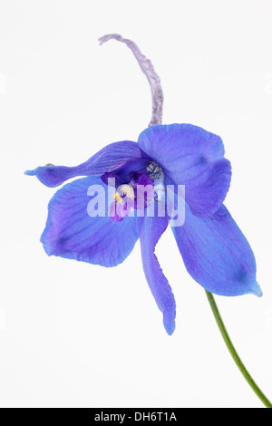 Un seul Delphinium cut out Banque D'Images