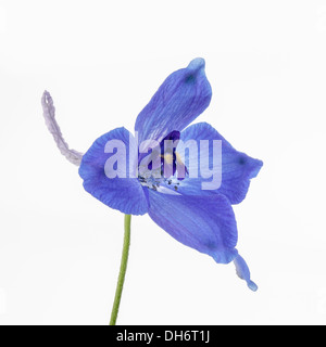 Delphinium bleu close up Banque D'Images