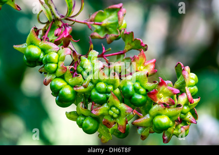 Gloire arlequin Bower (Clerodendrum trichotomum) ou du beurre d'arbuste à petits fruits verts et calices dans le Nord de la Floride, aux États-Unis. Banque D'Images