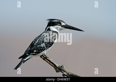 Martin-pêcheur pie (Ceryle rudis) perché sur une branche, Afrique du Sud Banque D'Images