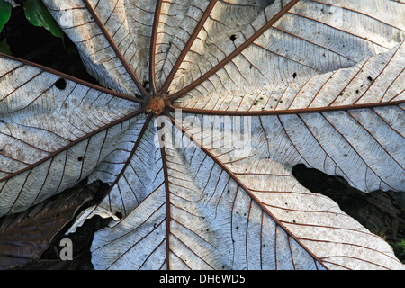 Feuilles de Yagrumo Hembra/Arbre Trompette (Cecropia peltata), la Forêt Nationale des Caraïbes (El Yunque), Puerto Rico Banque D'Images