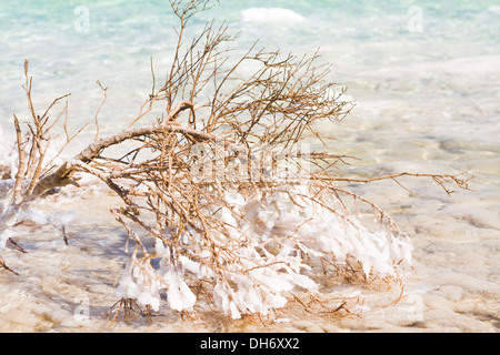 Branche d'un arbre couvert de sel Banque D'Images