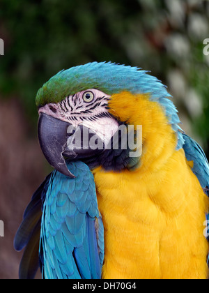 Bleu et Jaune / or Macaw Parrot (Ara ararauna), Coton Manor, Coton, Northamptonshire, Angleterre Banque D'Images