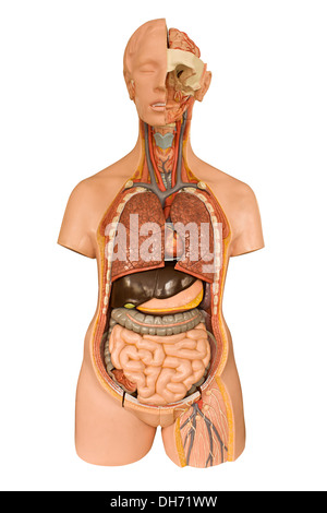 Modèle anatomique des organes internes du corps humain utilisé à l'université et collège pour les médecins participant à la formation Banque D'Images