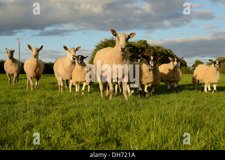 Groupe de moutons en direction de la caméra dans la formation de patrouille. Banque D'Images