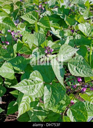 Lit de haricots nains variété Purple reine en culture des fleurs dans le soleil d'été dans le jardin de légumes, England UK Banque D'Images