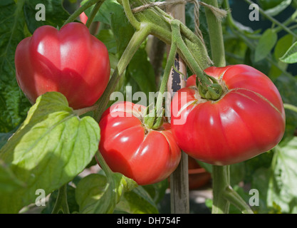 De très grandes fermes rouge lumineux 'Brandy Boy' sur le mûrissement des tomates Boeuf vine in domestic greenhouse, England UK Banque D'Images