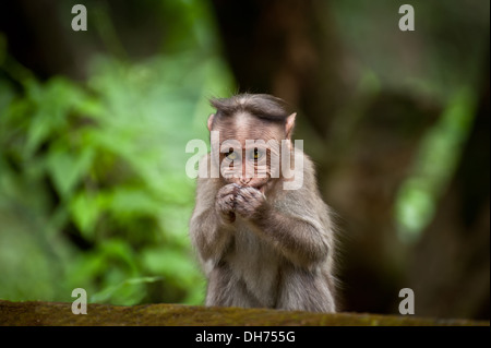 Petit Singe mangeant de la nourriture en forêt de bambous. L'Inde du Sud Banque D'Images