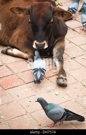 Katmandou La Rue. Holy Cow et les pigeons à Durbar Square. Katmandou, Népal Banque D'Images