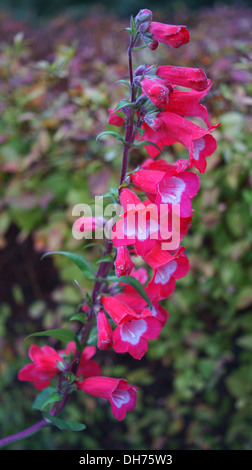 Penstemon hartwegii grandiflora fleurs roses close up Banque D'Images