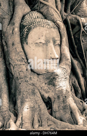 Tête de bouddha entouré par les racines Banque D'Images