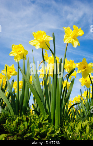 Les jonquilles dans le soleil du printemps Banque D'Images