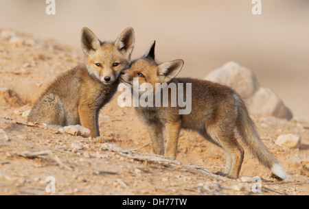 Fox, le renard roux, le renard roux d'oursons Banque D'Images