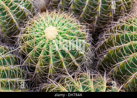 Gros plan du cactus en forme de globe avec de longues épines Banque D'Images