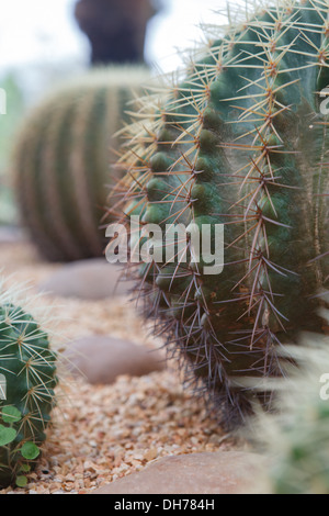 Gros plan du cactus en forme de globe avec de longues épines Banque D'Images