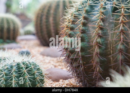 Gros plan du cactus en forme de globe avec de longues épines Banque D'Images