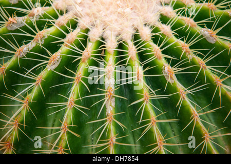 Gros plan du cactus en forme de globe avec de longues épines Banque D'Images