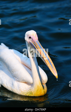 Oiseau Pelican nager dans le lac Banque D'Images