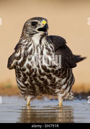 Levant jaune, Accipiter brevipes, jaune Banque D'Images