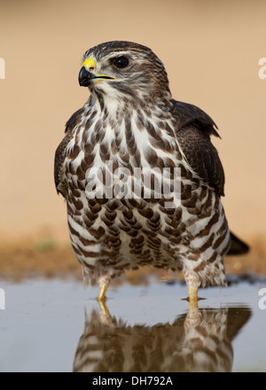 Levant jaune, Accipiter brevipes, jaune Banque D'Images