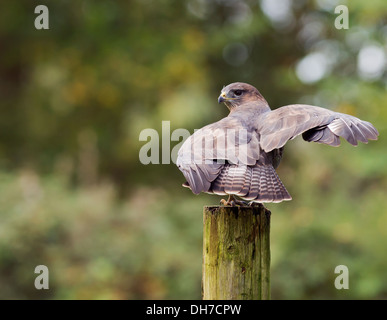 Wild Buse variable, Buteo buteo posés sur des post Banque D'Images