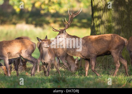 Homme Red Deer (Cervus elaphus) stag femelle chasse hinds au cours de l'automne de Studley Royal rut, North Yorkshire, UK Banque D'Images