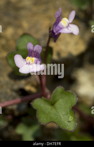 Linaire à feuilles de lierre, Cymbalaria muralis Banque D'Images