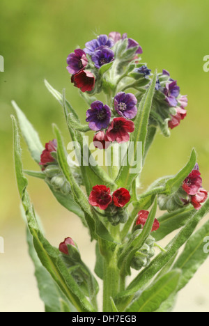 La langue commune hound, cynoglossum germanicum Banque D'Images