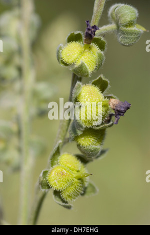 La langue commune hound, cynoglossum germanicum Banque D'Images