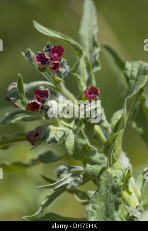 La langue commune hound, cynoglossum germanicum Banque D'Images