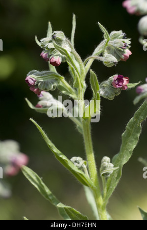 La langue commune hound, cynoglossum germanicum Banque D'Images