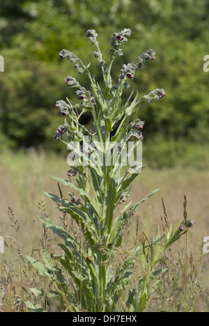 La langue commune hound, cynoglossum germanicum Banque D'Images