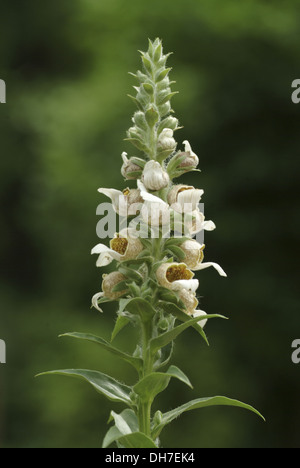 La digitale laineuse, Digitalis lanata Banque D'Images