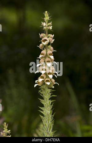 La digitale laineuse, Digitalis lanata Banque D'Images