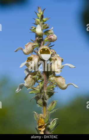 La digitale laineuse, Digitalis lanata Banque D'Images