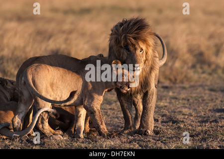 Lion mâle et femelle, montrer de l'affection à l'autre. Banque D'Images