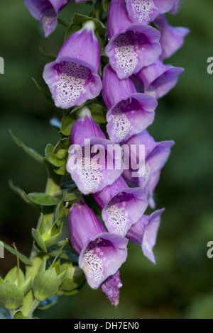 Politique digitale, Digitalis purpurea Banque D'Images