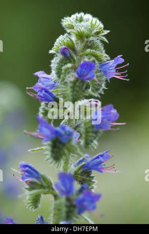 La vipère, Echium vulgare Vipérine commune Banque D'Images