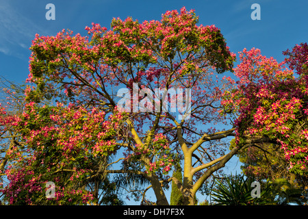 Arbre de soie à Marbella espagne Ceiba speciosa avec des fleurs roses Banque D'Images