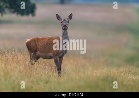 Les femelles du Cerf (Cervus elaphus) biche dans l'herbe haute. Studley Royal, North Yorkshire, UK Banque D'Images